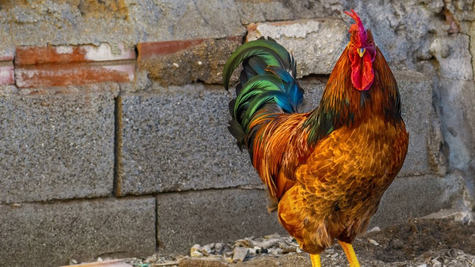 Γαλλία: Kόκορας δικαιώθηκε από… δικαστήριο για το πολύ δυνατό λάλημά του