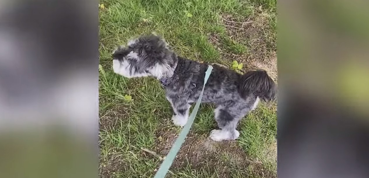 Τρομερός σκυλάκος αρνείται πεισματικά να σταματήσει να μιμείται σειρήνα ασθενοφόρου (βίντεο)