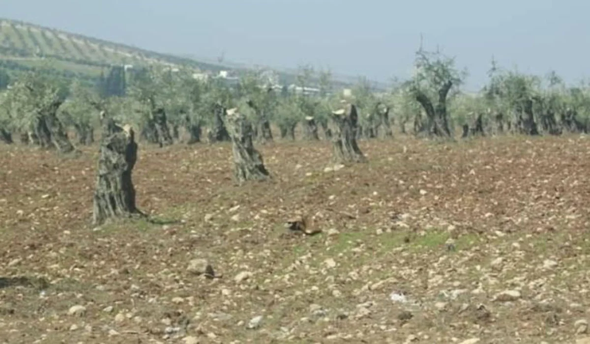 H φιλοτουρκική «ταξιαρχία Σαμάρκαντ» κατέστρεψε χιλιάδες ελαιόδεντρα στο Χαλέπι!