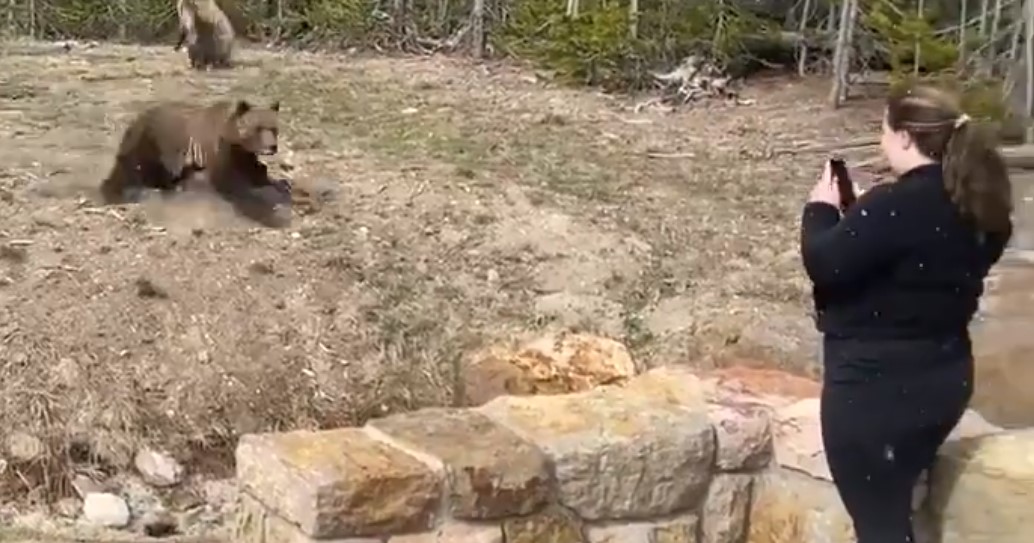Γυναίκα καταπατά τα όρια περιοχής μιας γκρίζλι αρκούδας – Ευτυχώς για την ίδια δεν της στοίχησε (βίντεο)