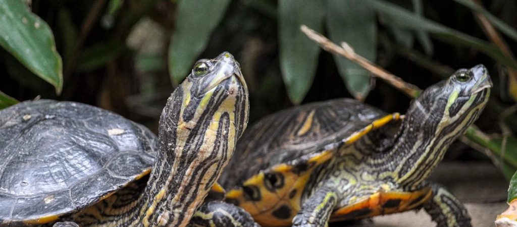 Αποτρόπαιο έγκλημα στη λίμνη Μπελέτσι – Σκότωσαν δεκάδες νεροχελώνες