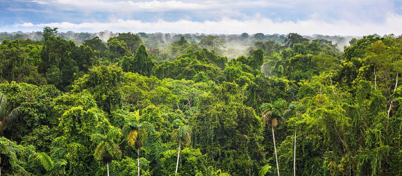 Αμαζόνιος: Το 94% της αποψίλωσης του δάσους γίνεται παράνομα