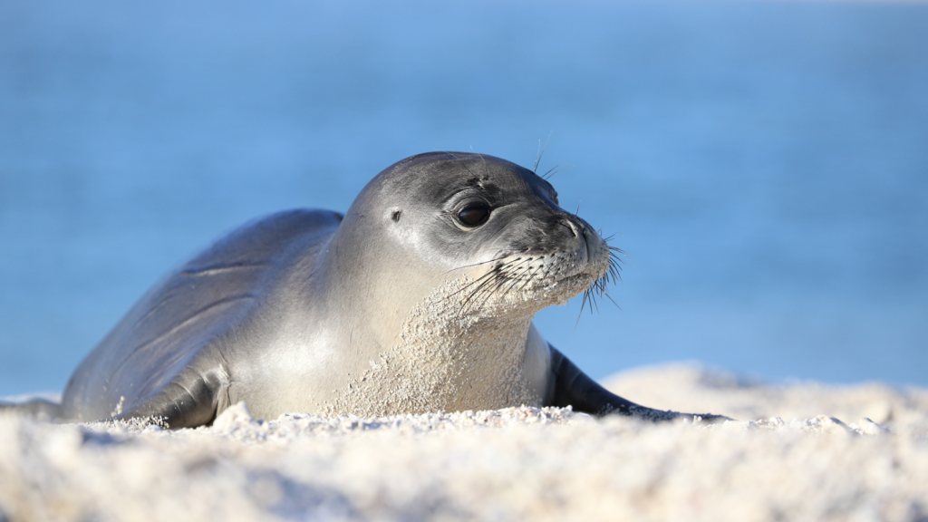 Αλόννησος: Στο νοσοκομείο 50χρονη τουρίστρια – Τη δάγκωσε φώκια