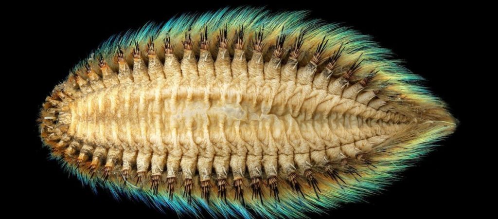 Το έχετε ξαναδεί; Αυτό είναι το ποντίκι της θάλασσας – Έχει μήκος 20 εκατοστά και είναι γεμάτο τρίχες (βίντεο)