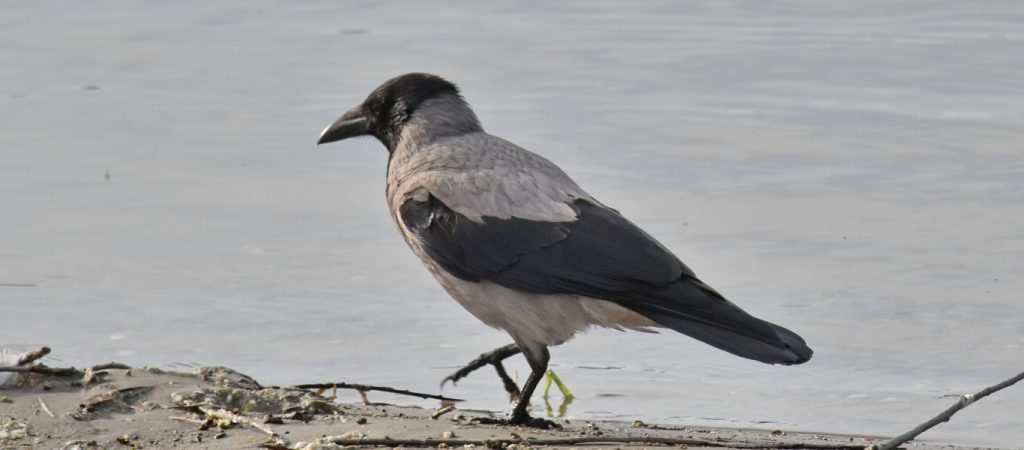 Ιδιαίτερα δύσκολο εγχείρημα – Επιστήμονες βάζουν στόχο να μετρήσουν όλα τα πουλιά του κόσμου