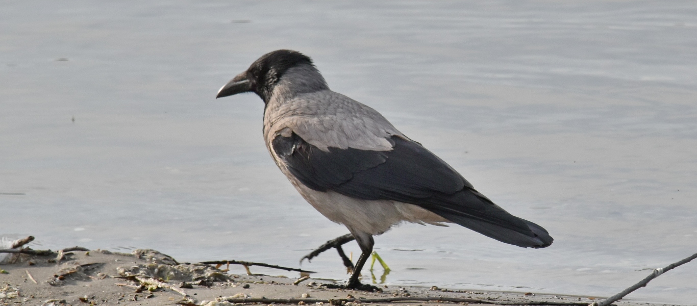 Ιδιαίτερα δύσκολο εγχείρημα – Επιστήμονες βάζουν στόχο να μετρήσουν όλα τα πουλιά του κόσμου