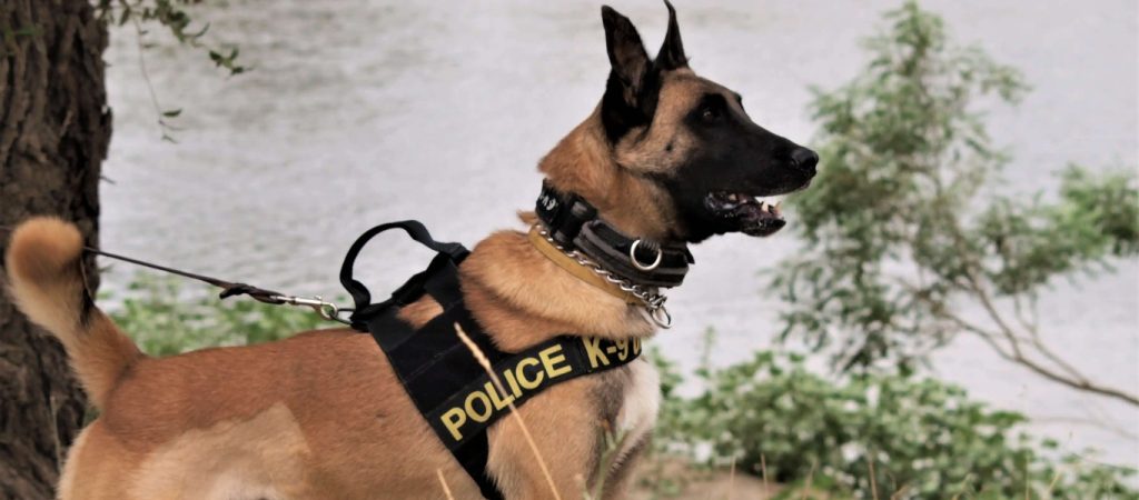 Μυτιλήνη: Σκύλος της Αστυνομίας ξετρύπωσε δέμα με ηρωίνη σε εταιρία κούριερ