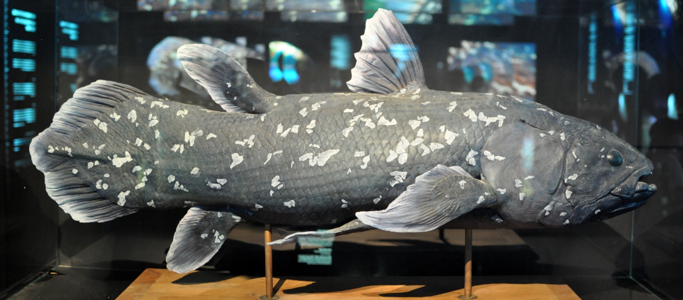 Μοναδικό ψάρι – δεινόσαυρος αλιεύθηκε στη Νότια Αφρική – Τι αναφέρουν οι ειδικοί (φώτο)