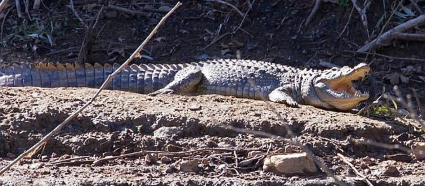 «Σήφης» της Κρήτης: Όλη η ιστορία γύρω από τον κροκόδειλο που δεν πιάστηκε ποτέ – Πώς βρέθηκε νεκρός