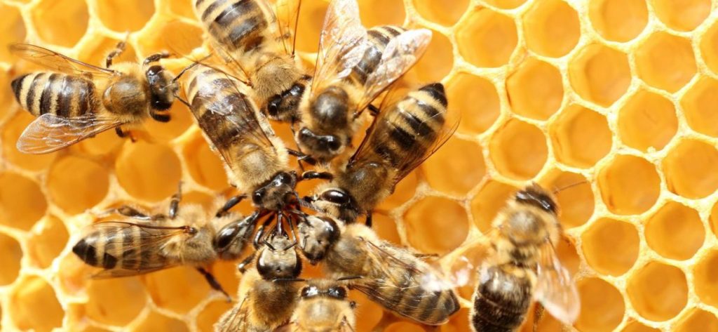 Η δύναμη της θέλησης των μελισσών – Κατάφεραν να ανοίξουν μπουκάλι αναψυκτικού (βίντεο)