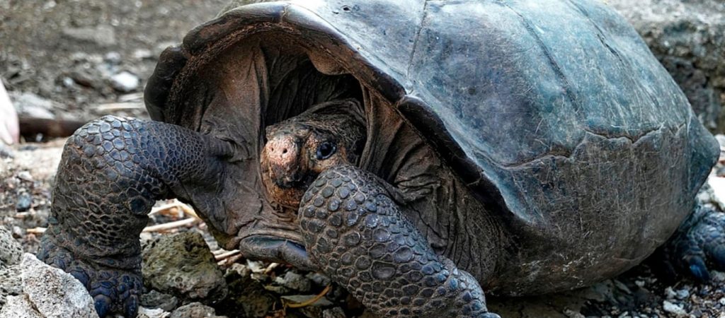Εμφανίστηκε χελώνα από είδος που είναι εξαφανισμένο εδώ και 100 χρόνια