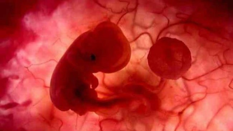 Επιτρέπουν πειράματα «Φράνκεσταϊν» σε ανθρώπινα έμβρυα – Θα «καλλιεργούνται» στο εργαστήριο για εβδομάδες!