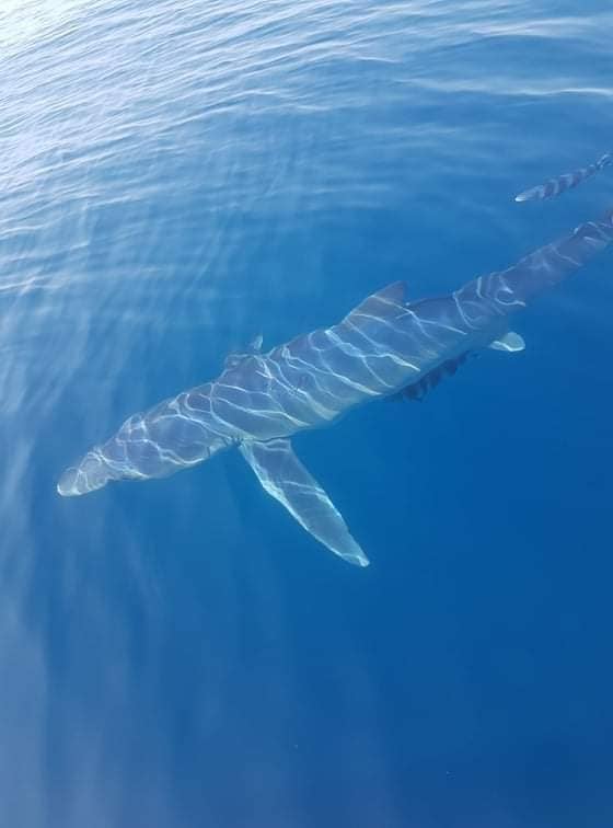 Κινέτα: Γλαυκοκαρχαρίας 5 μέτρων… κολυμπούσε ανενόχλητος δίπλα σε ψαρά (φώτο-βίντεο)