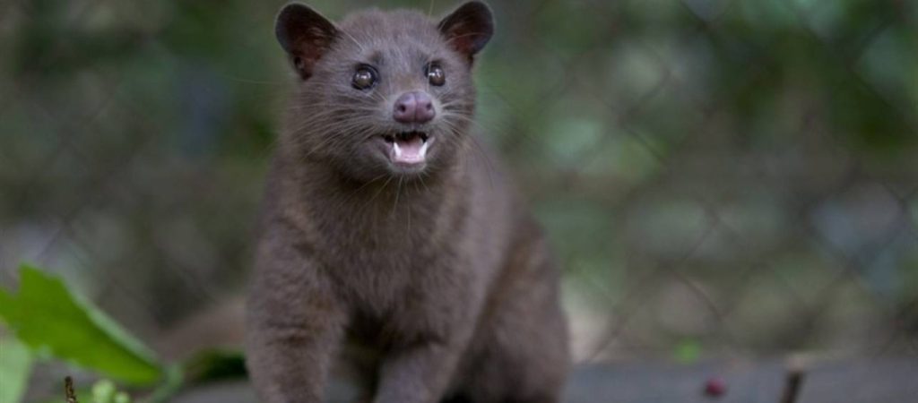 «Kopi luwak»: Ο πιο ακριβός καφές του κόσμου που παράγεται από κόπρανα αγριόγατας
