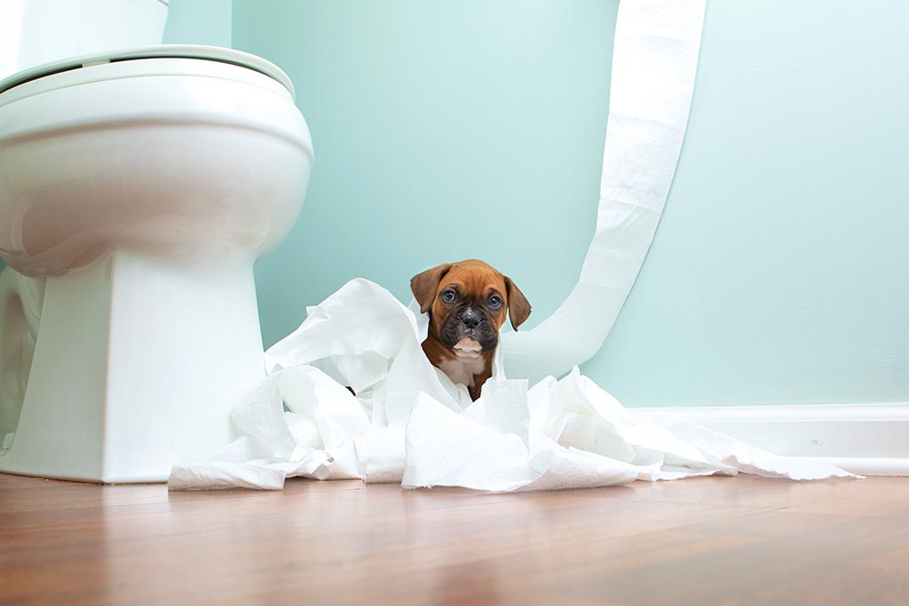 Έχετε αναρωτηθεί; – Γιατί τα σκυλιά μας ακολουθούν στην τουαλέτα;
