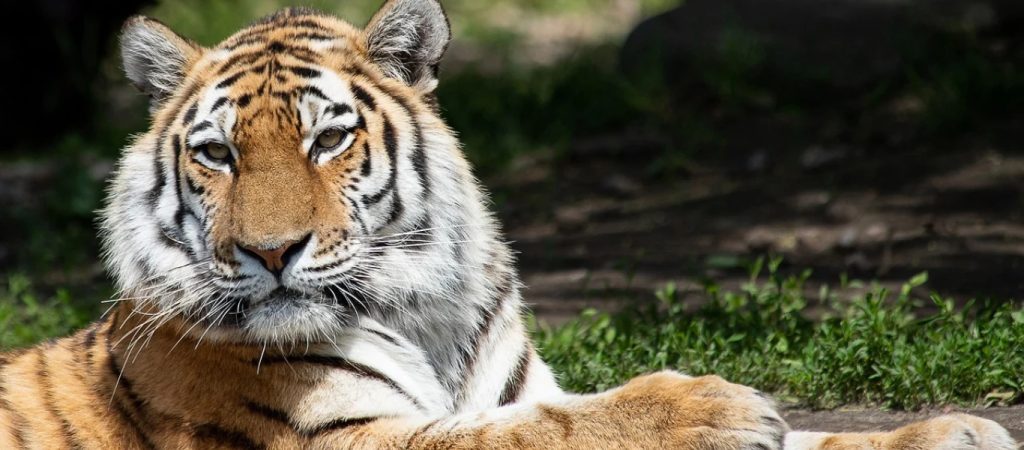 Χειροπέδες σε λαθροκυνηγό στο Μπαγκλαντές – Θεωρούν ότι είχε σκοτώσει 70 τίγρεις
