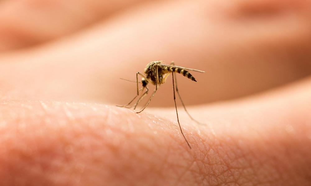 Αυτοί είναι οι φυσικοί τρόποι για να διώξετε τα κουνούπια