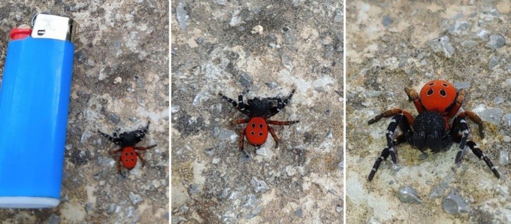 Σπάνια αράχνη «πασχαλίτσα» έκανε την εμφάνισή της στην Κοζάνη (βίντεο)