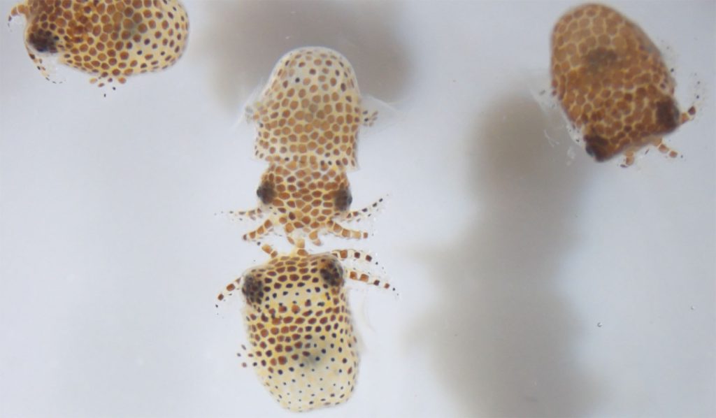 O λόγος που η NASA στέλνει 100 μωρά καλαμαράκια στο διάστημα