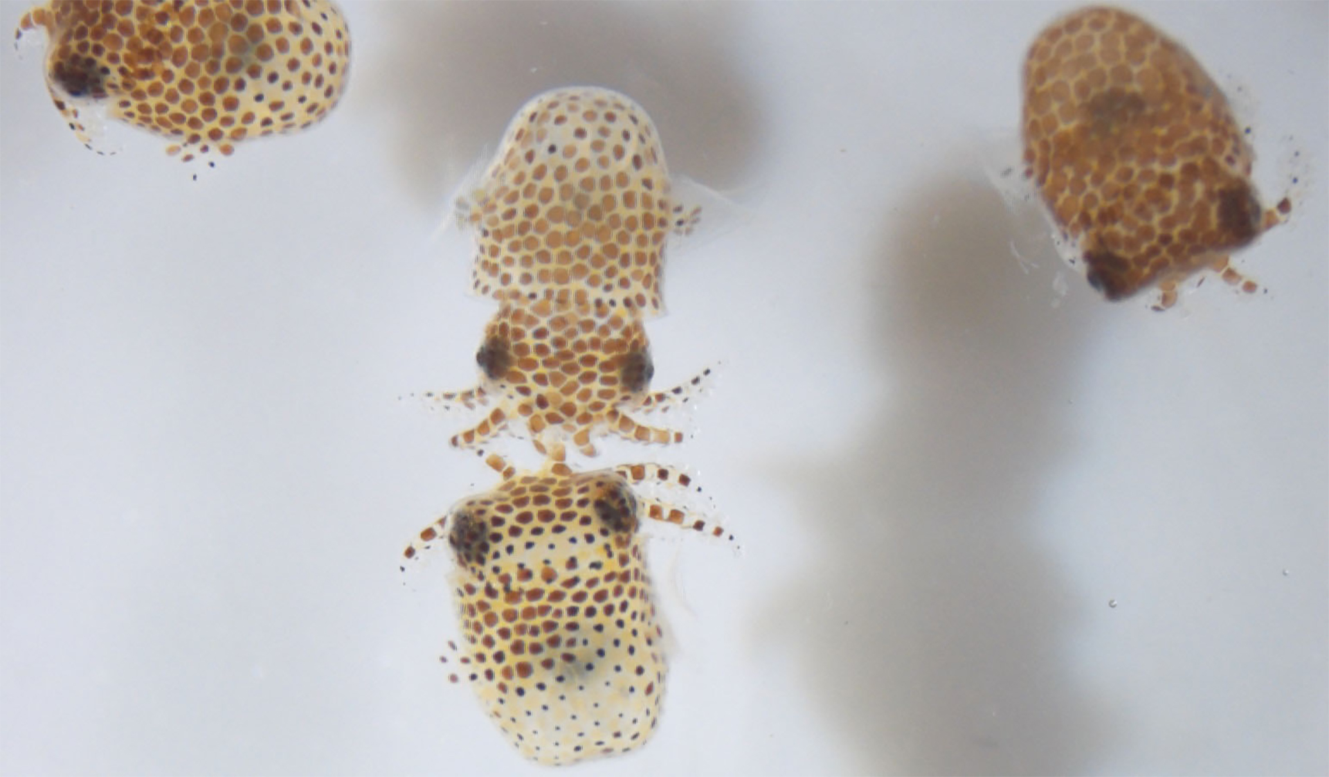 O λόγος που η NASA στέλνει 100 μωρά καλαμαράκια στο διάστημα