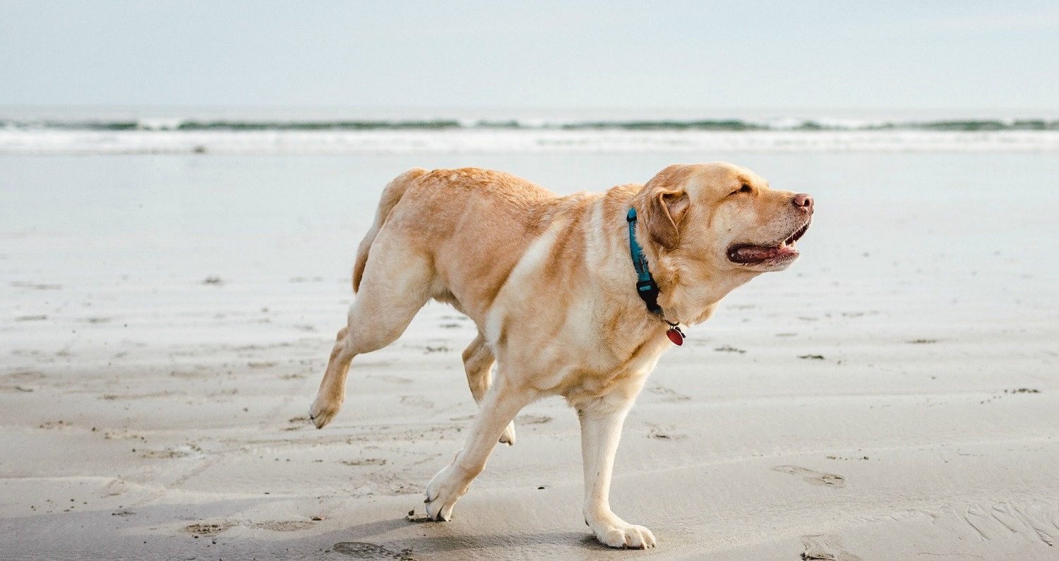 Δείτε αναλυτικά τι πρέπει να προσέχετε όταν παίρνετε το σκύλο στη θάλασσα