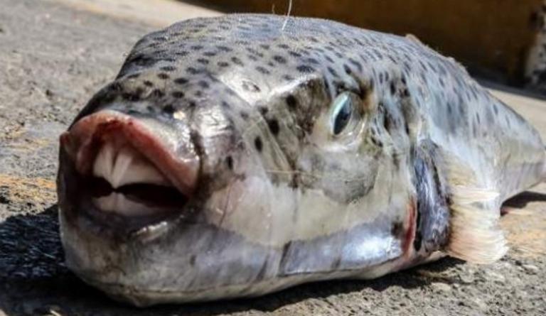 Λαγοκέφαλος και στο Αγρίνιο – «Πονοκέφαλος» στους παράκτιους ψαράδες (φωτό)