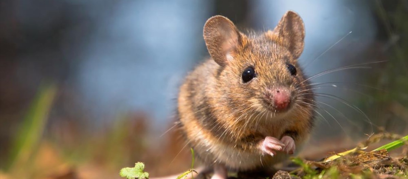 «Επιδρομή» ποντικιών στην Αθήνα – Ο δήμος μιλά για… «αστική πανίδα» (βίντεο)