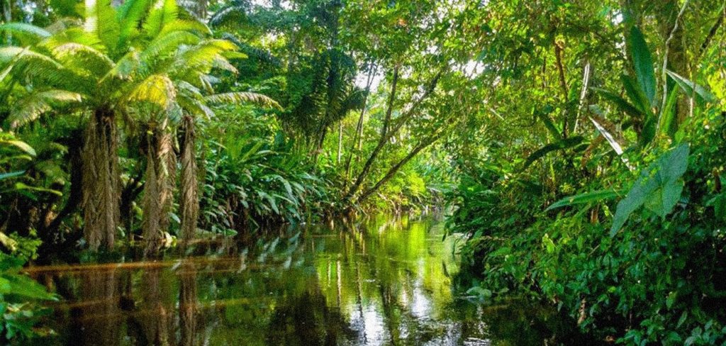 Αμαζόνιος: Γνωρίζετε πόσα δέντρα έχει το μεγαλύτερο δάσος του κόσμου;