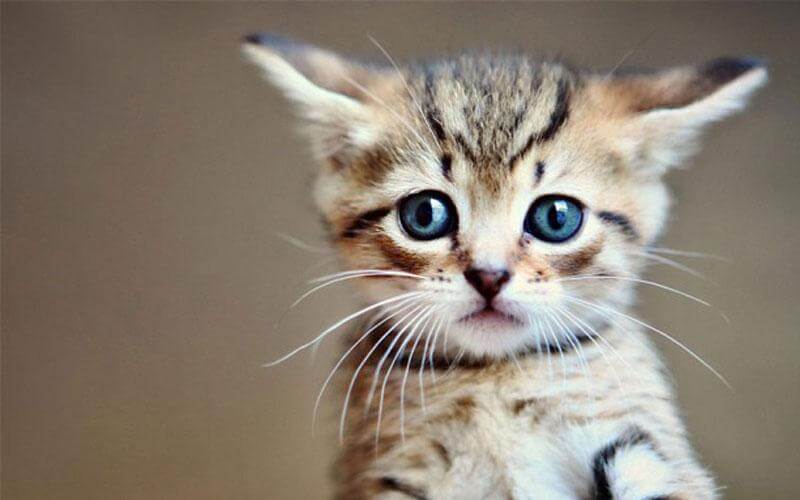 Μυτιλήνη: 52χρονος σκότωσε γατάκι πατώντας το με τα πόδια του