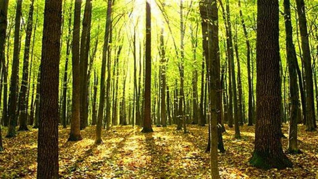 Εντυπωσιακό φαινόμενο: Τα πεύκα που γέρνουν προς τον Ισημερινό! (φωτο)