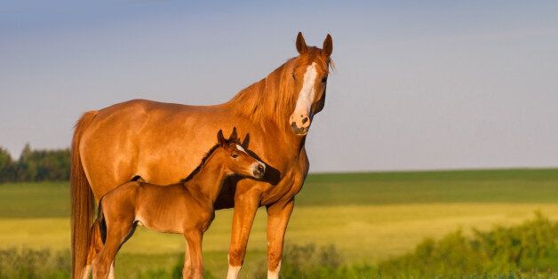 Τα άλογα μπορούν να επικοινωνήσουν με τους ανθρώπους σύμφωνα με Νορβηγούς επιστήμονες