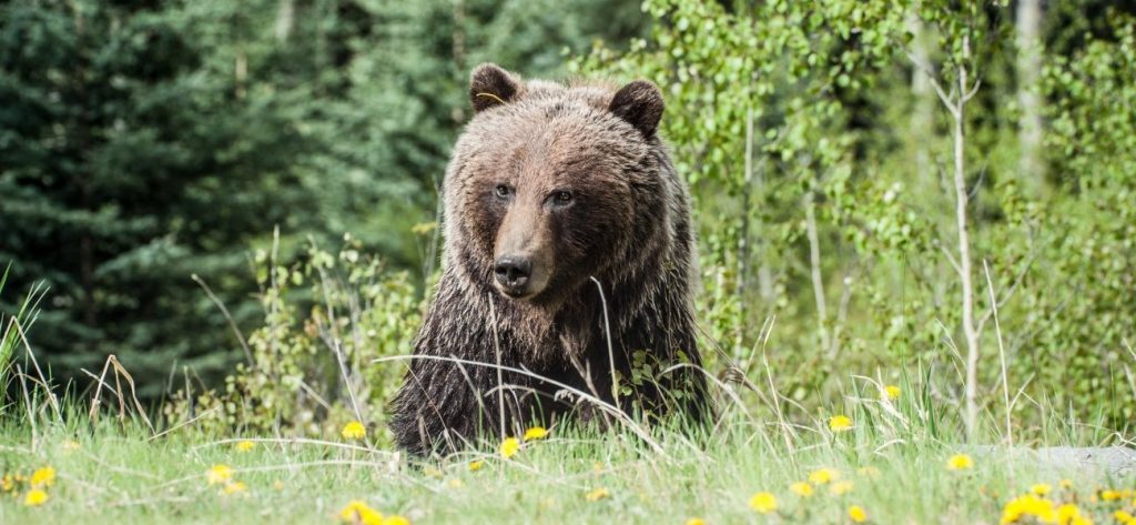 Αριζόνα: Σε μεγάλη περιπέτεια μία αρκούδα που «μπλέχτηκε» σε ηλεκτροφόρα καλώδια