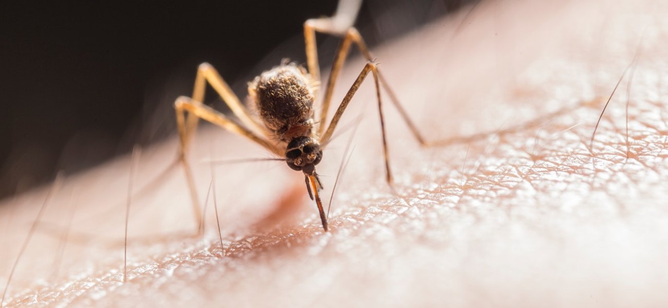 Οι συχνότεροι λόγοι που σας τσιμπάνε τα κουνούπια – Πως να τα απωθήσετε