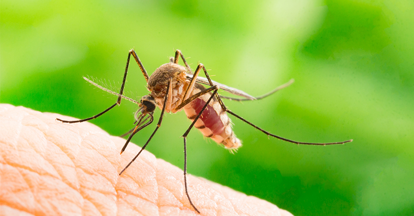 Τσίμπημα από κουνούπι: Τι να κάνετε για να «ανακουφιστείτε» από τον κνησμό