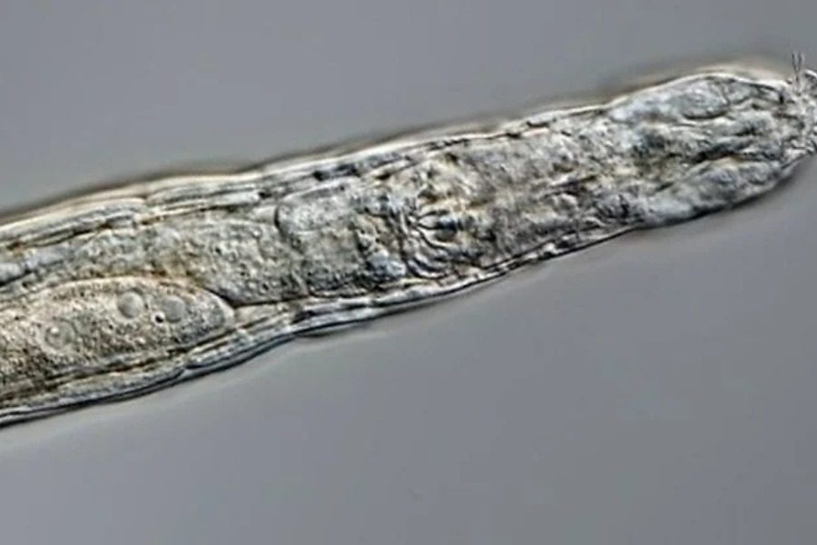 Το μικροσκοπικό ζώο που «αναστήθηκε» μετά από 24.000 χρόνια απόψυξης