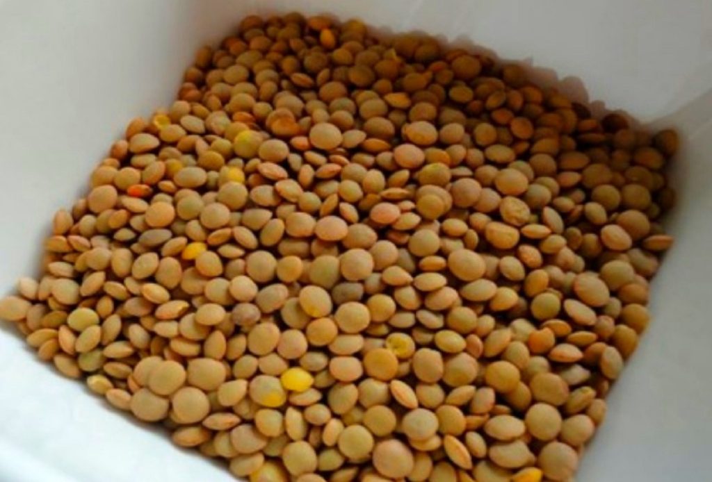 Το γνωρίζατε; – Δείτε για ποιο λόγο οι φακές θεωρούνται το «όσπριο του αθλητή»