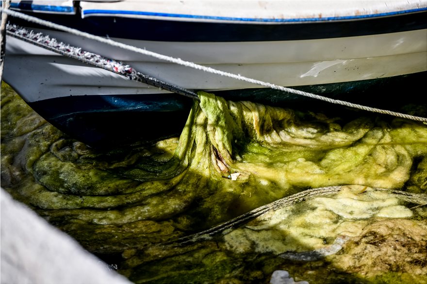 Πρέβεζα: Μια πράσινη κρούστα φυκιών κατέκλυσε το λιμάνι (φωτο)