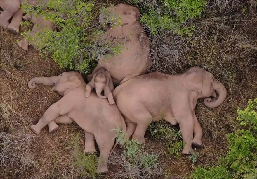 Κίνα: Συνεχίζεται το μακρύ ταξίδι των 15 ασιατικών ελεφάντων – Προς τα που κατευθύνονται; (βίντεο)