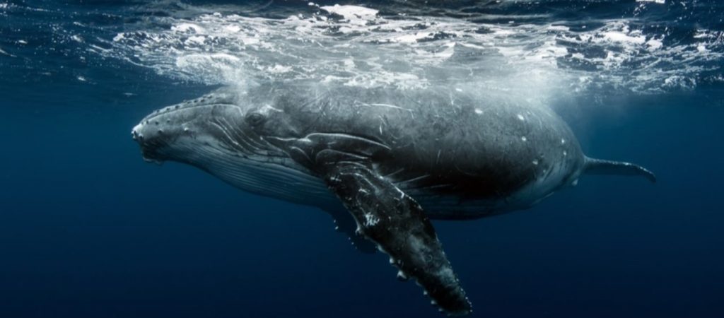 Απίστευτο περιστατικό στις ΗΠΑ – Δύτης βρέθηκε στο στόμα μίας φάλαινας και… επέζησε