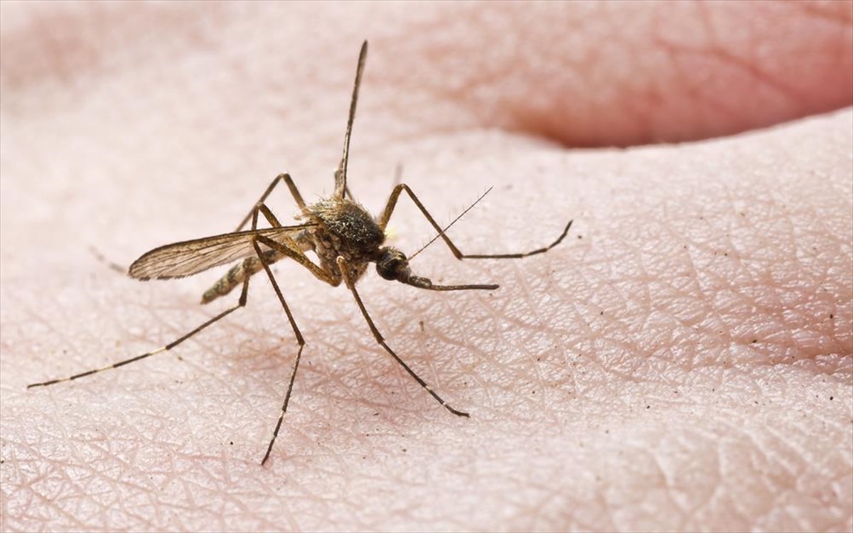 Τι αρέσει στα κουνούπια και τσιμπάνε πιο συχνά συγκεκριμένα άτομα – Πέντε μυστικά για να «γλιτώσετε»