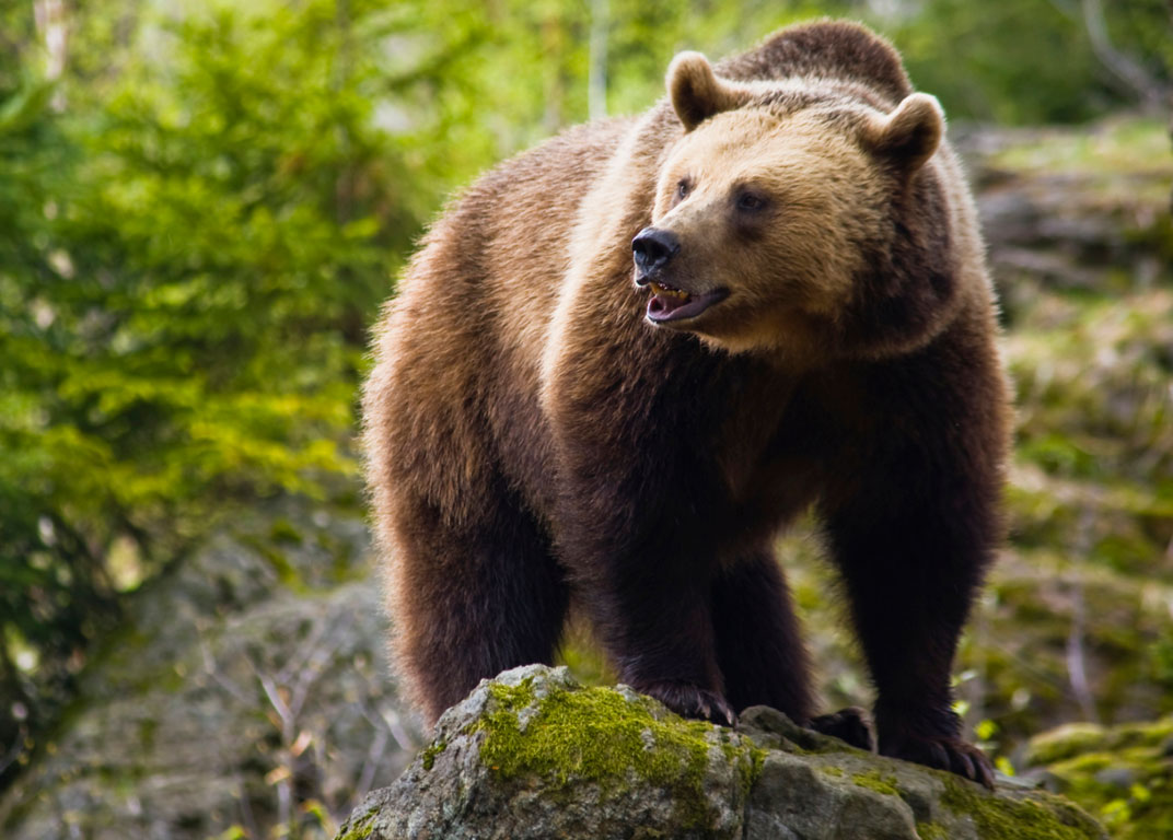 Σλοβακία: Πρώτος θάνατος από αρκούδα μετά από 100 χρόνια – Νεκρός ένας 57χρονος