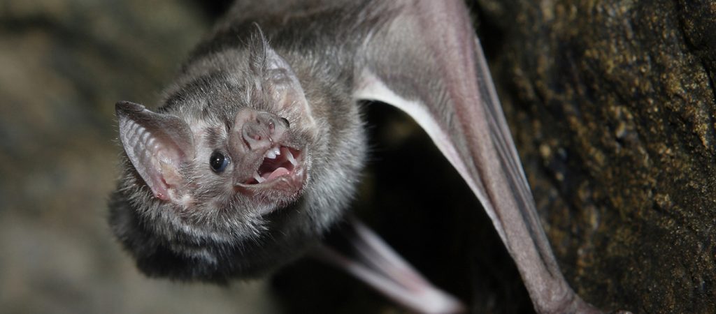 Βίντεο παρουσιάζει νυχτερίδες σε κλουβί σε εργαστήριο της Ουχάν – Η σύνδεση με τον κορωνοϊό (βίντεο)
