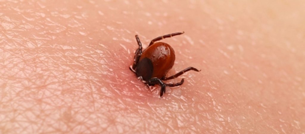 Καταγράφηκαν πέντε κρούσματα εγκεφαλίτιδας από τσιμπούρια