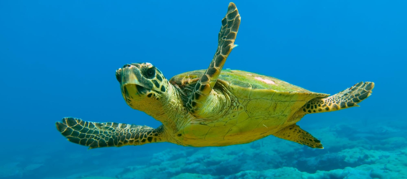 Οι χελώνες caretta caretta επιλέγουν παραλίες της Κρήτης για να γεννήσουν