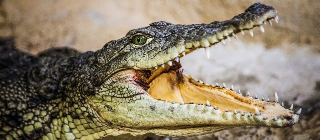 Τρόμος για 28χρονη στο Μεξικό: Την έσωσε από τα σαγόνια κροκόδειλου η δίδυμη αδερφή της (φώτο-βίντεο)