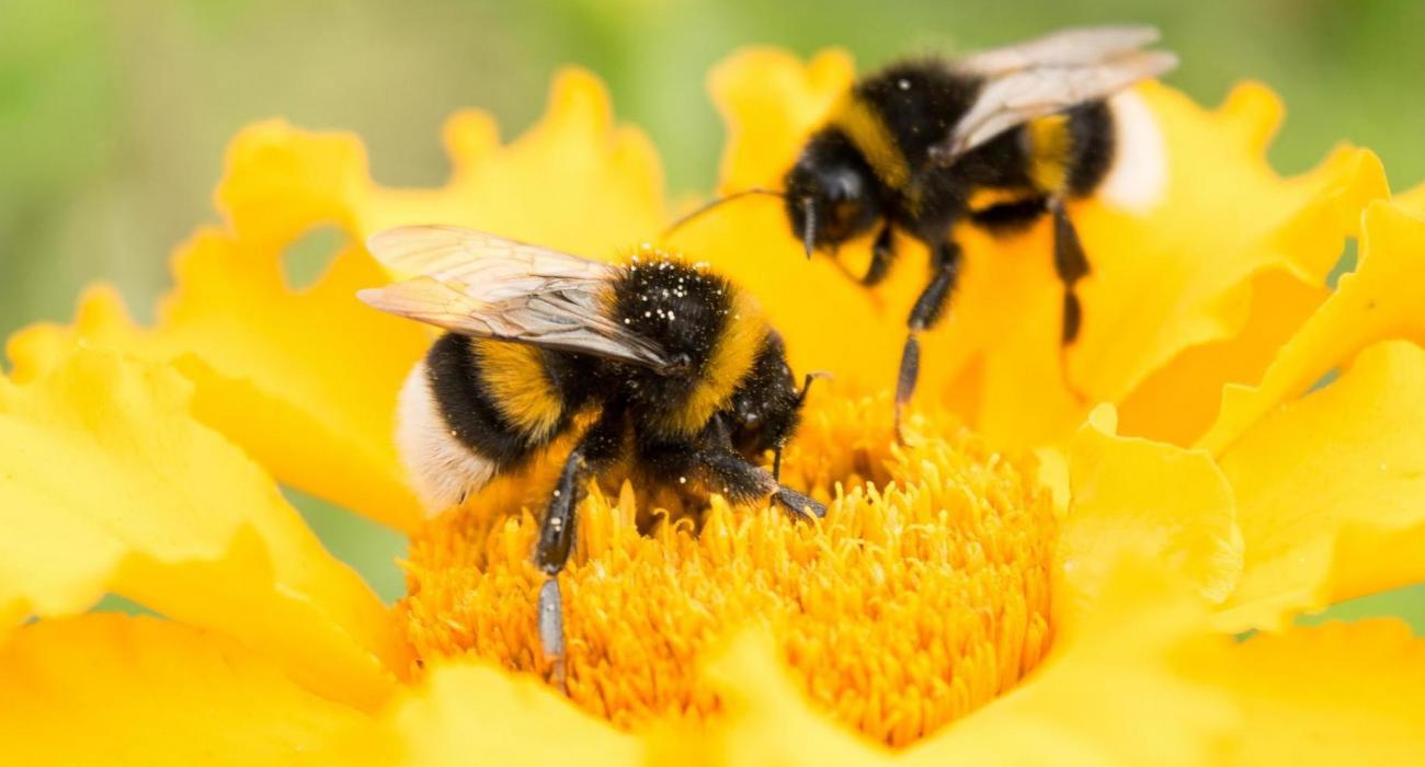 Η στιγμή που γιγαντιαία σφήκα «ψήνεται» ζωντανή από μέλισσες (βίντεο)