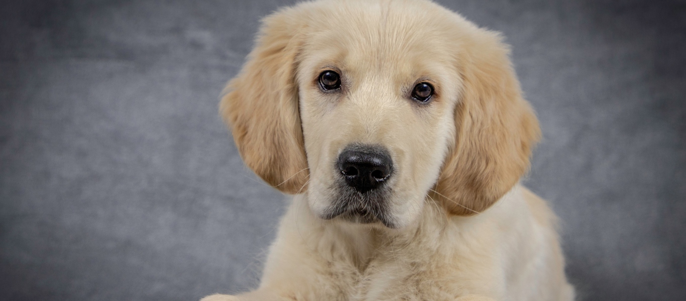 Δίνετε στον σκύλο σας σοκολάτα; – Δείτε γιατί είναι μεγάλο σφάλμα