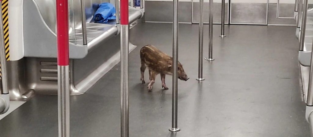 Απίθανος λαθρεπιβάτης στο μετρό στο Χονγκ Κονγκ – Έκανε βόλτες ανενόχλητο (βίντεο)