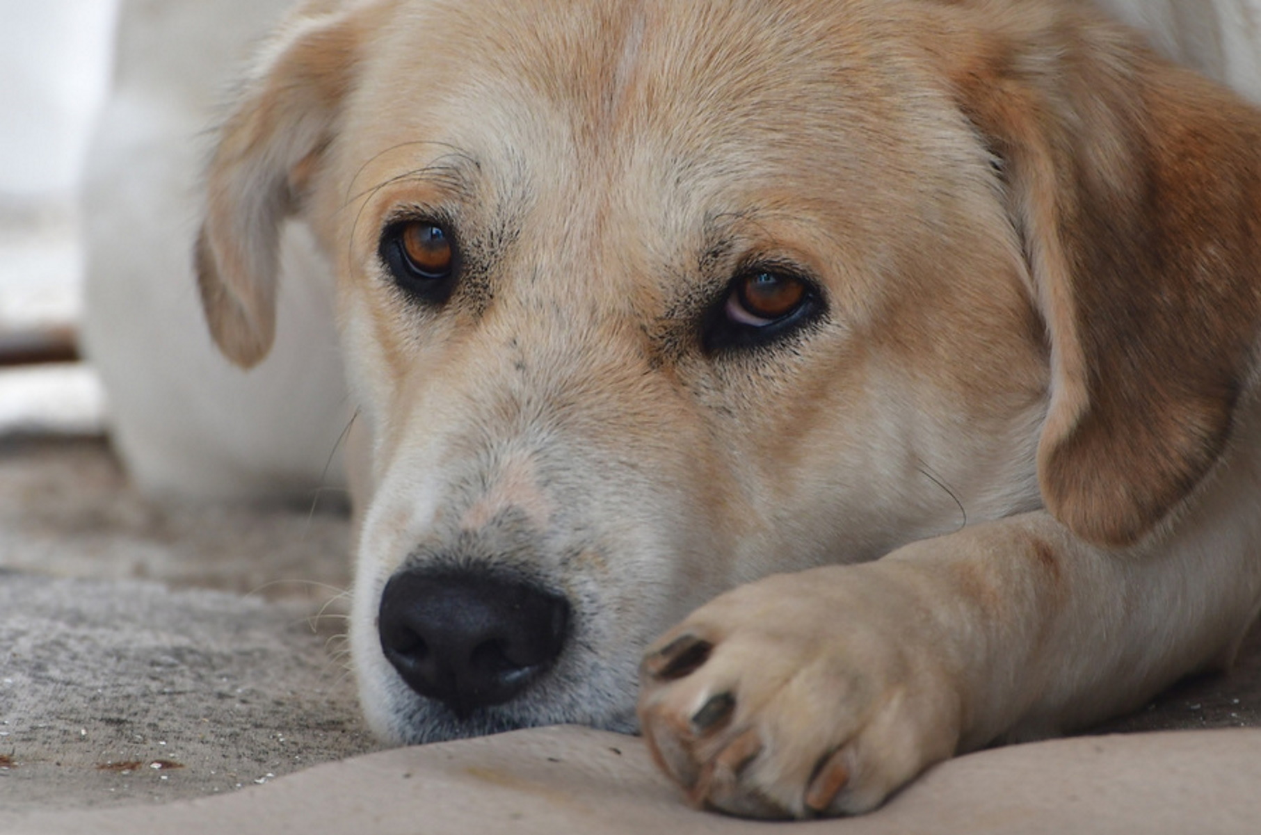 Λάρισα: Πυροβολισμοί για ένα σκύλο σπάνιας ράτσας – Η συμφωνία πώλησης