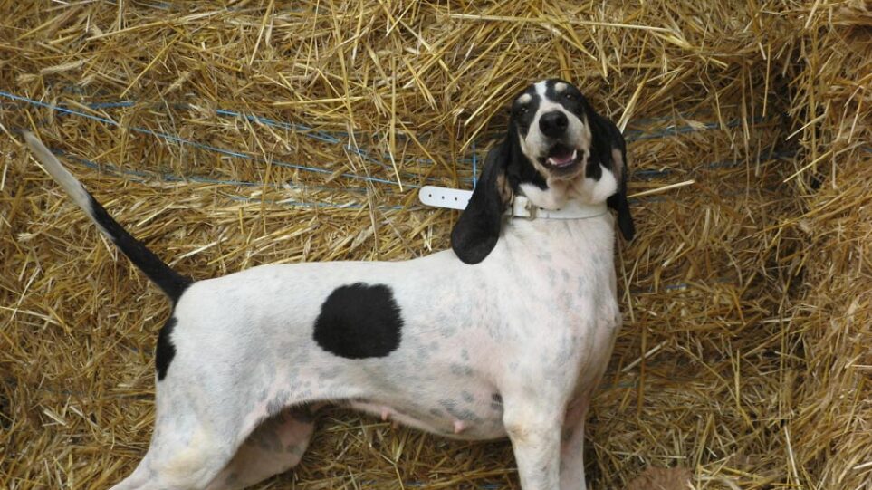 Ποινή φυλάκισης 8 ετών & 4 μηνών σε 67χρονο που πυροβόλησε δάσκαλο & τον άφησε ανάπηρο για έναν σκύλο σπάνιας ράτσας